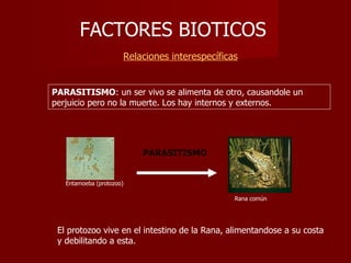FACTORES BIOTICOS
                      Relaciones interespecíficas


PARASITISMO: un ser vivo se alimenta de otro, causandole un
perjuicio pero no la muerte. Los hay internos y externos.




                          PARASITISMO


   Entamoeba (protozoo)

                                                Rana común




 El protozoo vive en el intestino de la Rana, alimentandose a su costa
 y debilitando a esta.
 
