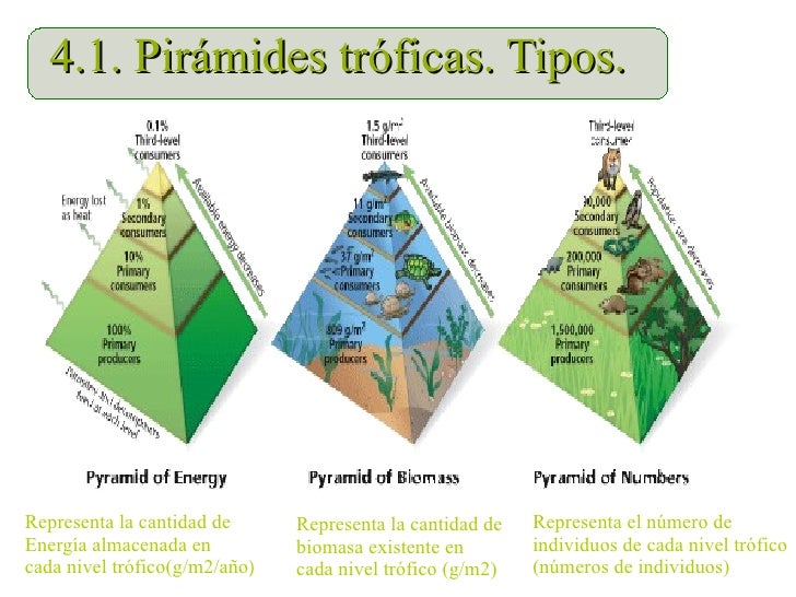 cadenas alimentarias piramides ecologicas ecosistemas cadenas alimentarias piramides ecologicas ecosistemas