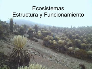 Ecosistemas Estructura y Funcionamiento 