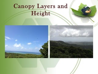 Canopy Layers and
     Height
 