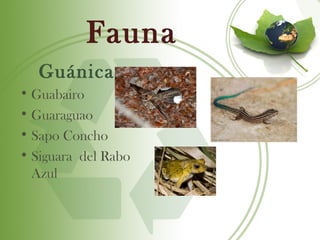 Fauna
   Guánica
• Guabairo
• Guaraguao
• Sapo Concho
• Siguara del Rabo
  Azul
 