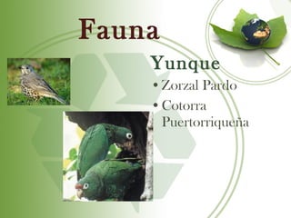 Fauna
    Yunque
    •Zorzal Pardo
    •Cotorra
     Puertorriqueña
 
