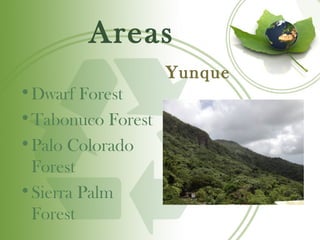 Areas
                   Yunque
•Dwarf Forest
•Tabonuco Forest
•Palo Colorado
 Forest
•Sierra Palm
 Forest
 