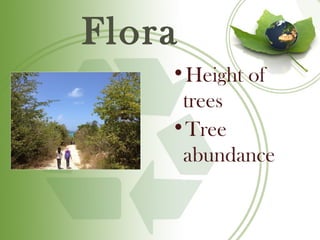 Flora
    •Height of
     trees
    •Tree
     abundance
 