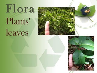 Flora
Plants'
leaves
 