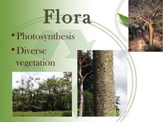 Flora
•Photosynthesis
•Diverse
 vegetation
 