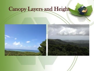 Canopy Layers and Height
 