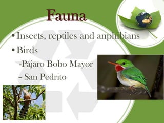 Fauna
•Insects, reptiles and anphibians
•Birds
  -Pájaro Bobo Mayor
  – San Pedrito
 