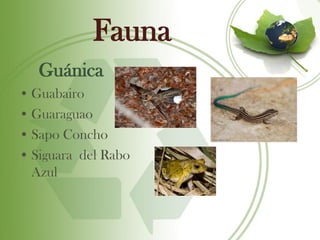 Fauna
   Guánica
• Guabairo
• Guaraguao
• Sapo Concho
• Siguara del Rabo
  Azul
 