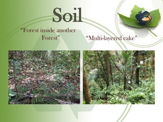 Soil
“Forest inside another
         Forest”         “Multi-layered cake”
 
