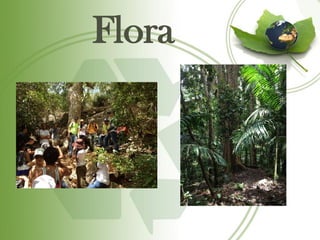 Flora
 