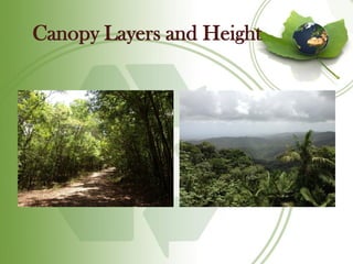 Canopy Layers and Height
 