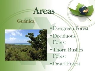 Areas
Guánica
          •Evergreen Forest
          •Deciduous
           Forest
          •Thorn Bushes
           Forest
          •Dwarf Forest
 