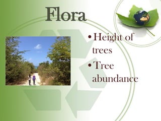 Flora
    •Height of
     trees
    •Tree
     abundance
 