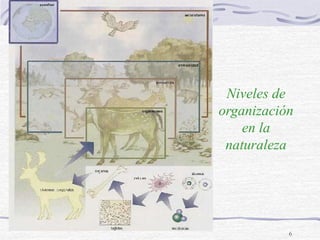 6
Niveles de
organización
en la
naturaleza
 