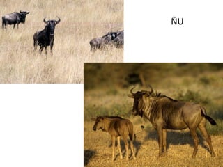 ÑU
 