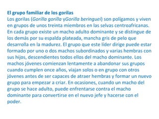 El grupo familiar de los gorilas
Los gorilas (Gorilla gorilla yGorilla beringuei) son polígamos y viven
en grupos de unos treinta miembros en las selvas centroafricanas.
En cada grupo existe un macho adulto dominante y se distingue de
los demás por su espalda plateada, mancha gris de pelo que
desarrolla en la madurez. El grupo que este líder dirige puede estar
formado por uno o dos machos subordinados y varias hembras con
sus hijos, descendientes todos ellos del macho dominante. Los
machos jóvenes comienzan lentamente a abandonar sus grupos
cuando cumplen once años, viajan solos o en grupo con otros
jóvenes antes de ser capaces de atraer hembras y formar un nuevo
grupo para empezar a criar. En ocasiones, cuando un macho del
grupo se hace adulto, puede enfrentarse contra el macho
dominante para convertirse en el nuevo jefe y hacerse con el
poder.
 