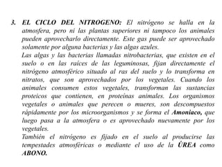 3. EL CICLO DEL NITROGENO: El nitrógeno se halla en la
   atmosfera, pero ni las plantas superiores ni tampoco los animales
   pueden aprovecharlo directamente. Este gas puede ser aprovechado
   solamente por alguna bacterias y las algas azules.
   Las algas y las bacterias llamadas nitrobacterias, que existen en el
   suelo o en las raíces de las leguminosas, fijan directamente el
   nitrógeno atmosférico situado al ras del suelo y lo transforma en
   nitratos, que son aprovechados por los vegetales. Cuando los
   animales consumen estos vegetales, transforman las sustancias
   proteicos que contienen, en proteínas animales. Los organismos
   vegetales o animales que perecen o mueres, son descompuestos
   rápidamente por los microorganismos y se forma el Amoniaco, que
   luego pasa a la atmosfera o es aprovechado nuevamente por los
   vegetales.
   También el nitrógeno es fijado en el suelo al producirse las
   tempestades atmosféricas o mediante el uso de la ÚREA como
   ABONO.
 