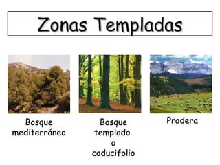 Zonas TempladasZonas Templadas
Bosque
mediterráneo
Bosque
templado
o
caducifolio
Pradera
 