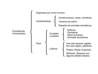 ECOSISTEMAS HUMANIZADOS
Ecosistemas
humanizados
Originados por el ser humano
Características
Construcciones: casas, carreteras..
Terrenos de cultivo
Rebaños de animales domésticos.
Tipos
Ciudades
y pueblos
Edificios
Carreteras
Seres humanos
Animales domésticos
Cultivos
Una sola especie vegetal.
Se usan riegos y plásticos.
Prados: Pastar el ganado.
Dehesas:: Bosques con
algunos árboles talados.
 