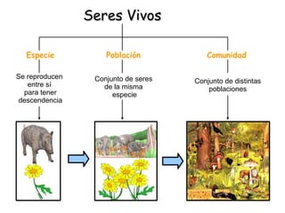 Se reproducen
entre sí
para tener
descendencia
Seres VivosSeres Vivos
Población
Conjunto de seres
de la misma
especie
Conjunto de distintas
poblaciones
ComunidadEspecie
 