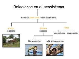 Relaciones en el ecosistemaRelaciones en el ecosistema
Entre los seres vivos de un ecosistema.
misma
especie
distinta
especie
Alimentación NO Alimentación
tipos
cooperacióncompetencia
 