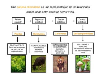 Una cadena alimentaria es una representación de las relaciones
alimentarias entre distintos seres vivos.
Primer
eslabón
Segundo
eslabón
Tercer
eslabón
Cuarto
eslabón
Plantas Herbívoros Carnívoros Descomponedores
PRODUCTORES
Seres vivos capaces
de elaborar su
propio alimento
CONSUMIDORES
PRIMARIOS
Animales
herbívoros
CONSUMIDORES
SECUNDARIOS
Animales
carnívoros y
omnívoros
BACTERIAS Y
HONGOS
Se alimentan de restos
de los demás seres
vivos
 