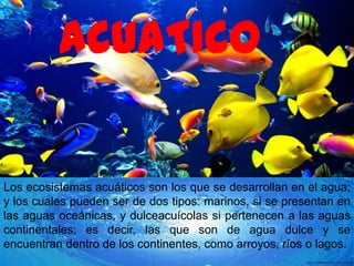 ACUATICO
Los ecosistemas acuáticos son los que se desarrollan en el agua;
y los cuales pueden ser de dos tipos: marinos, si se presentan en
las aguas oceánicas, y dulceacuícolas si pertenecen a las aguas
continentales; es decir, las que son de agua dulce y se
encuentran dentro de los continentes, como arroyos, ríos o lagos.
 
