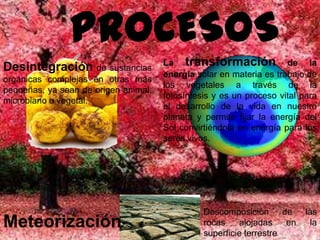 PROCESOS
Desintegración de sustancias
orgánicas complejas en otras más
pequeñas, ya sean de origen animal,
microbiano o vegetal.
La transformación de la
energía solar en materia es trabajo de
los vegetales a través de la
fotosíntesis y es un proceso vital para
el desarrollo de la vida en nuestro
planeta y permite fijar la energía del
Sol convirtiéndola en energía para los
seres vivos.
Meteorización
Descomposición de las
rocas alojadas en la
superficie terrestre
 