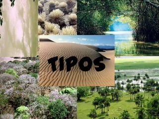 TIPOS
 