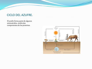 CICLO DEL AZUFRE.
El azufre forma parte de algunos
aminoácidos, moléculas
componentes de las proteínas.
 