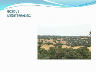 BOSQUE
MEDITERRANEO.
 
