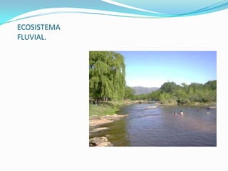 ECOSISTEMA
FLUVIAL.
 