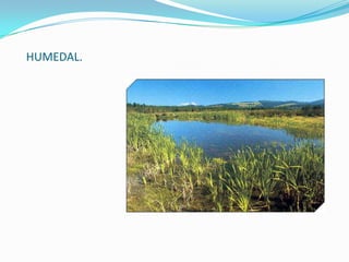 HUMEDAL.
 