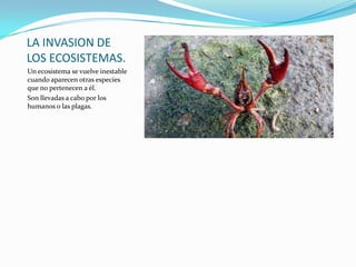 LA INVASION DE
LOS ECOSISTEMAS.
Un ecosistema se vuelve inestable
cuando aparecen otras especies
que no pertenecen a él.
Son llevadas a cabo por los
humanos o las plagas.
 