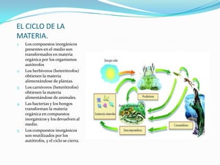 EL CICLO DE LA
MATERIA.
1. Los compuestos inorgánicos
presentes en el medio son
transformados en materia
orgánica por los organismos
autótrofos
2. Los herbívoros (heterótrofos)
obtienen la materia
alimentándose de plantas.
3. Los carnívoros (heterótrofos)
obtienen la materia
alimentándose de animales.
4. Las bacterias y los hongos
transforman la materia
orgánica en compuestos
inorgánicos y los devuelven al
medio.
5. Los compuestos inorgánicos
son reutilizados por los
autótrofos, y el ciclo se cierra.
 