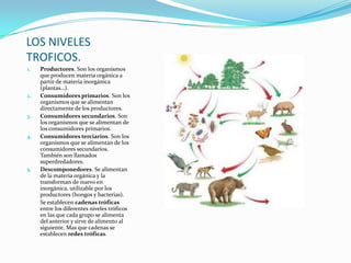 LOS NIVELES
TROFICOS.
1. Productores. Son los organismos
que producen materia orgánica a
partir de materia inorgánica
(plantas…).
2. Consumidores primarios. Son los
organismos que se alimentan
directamente de los productores.
3. Consumidores secundarios. Son
los organismos que se alimentan de
los consumidores primarios.
4. Consumidores terciarios. Son los
organismos que se alimentan de los
consumidores secundarios.
También son llamados
superdredadores.
5. Descomponedores. Se alimentan
de la materia orgánica y la
transforman de nuevo en
inorgánica, utilizable por los
productores (hongos y bacterias).
Se establecen cadenas tróficas
entre los diferentes niveles tróficos
en las que cada grupo se alimenta
del anterior y sirve de alimento al
siguiente. Mas que cadenas se
establecen redes tróficas.
 