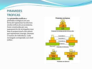 PIRAMIDES
TROFICAS
Las pirámides tróficas o
pirámides ecológicas son una
forma de representar los diversos
niveles tróficos de un ecosistema.
Están constituidas por una
superposición de rectángulos cuya
base es proporcional a los valores
que representan (energía, biomasa
o numero de individuos). Cada
rectángulo corresponde a un nivel
trófico.
 