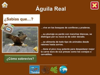¿Sabías que…?
…vive en los bosques de coníferas y praderas.
…su plumaje es pardo con manchas blancas, se
distingue por su nuca se de color dorado.
…se alimenta de todo tipo de animales desde
ratones hasta zorros.
…tiene el pico muy potente para despedazar mejor
la carne dura de sus presas como los conejos o
cervatillos.
Águila Real
¿Cómo sobrevive?
Tundra
 