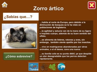 ¿Sabías que…?
…habita al norte de Europa, pero debido a la
diminución de bosques se le ha visto en
poblaciones de Inglaterra.
…la agilidad y astucia van de la mano de su ligero
e inquieto cuerpo, además de su buen sentido del
olfato.
…se alimenta de liebres, ratones y aves, sin
embargo, también siente apetito por los insectos.
…vive en madrigueras abandonadas por otros
animales, o si el desea, cava una nueva.
…su bonita cola es su punto débil, ya que despide
un olor desagradable que los perros detectan
rápidamente.
Zorro ártico
¿Cómo sobrevive?
Tundra
 