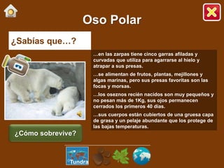 ¿Sabías que…?
…en las zarpas tiene cinco garras afiladas y
curvadas que utiliza para agarrarse al hielo y
atrapar a sus presas.
…se alimentan de frutos, plantas, mejillones y
algas marinas, pero sus presas favoritas son las
focas y morsas.
…los oseznos recién nacidos son muy pequeños y
no pesan más de 1Kg, sus ojos permanecen
cerrados los primeros 40 días.
…sus cuerpos están cubiertos de una gruesa capa
de grasa y un pelaje abundante que los protege de
las bajas temperaturas.
Oso Polar
¿Cómo sobrevive?
Tundra
 