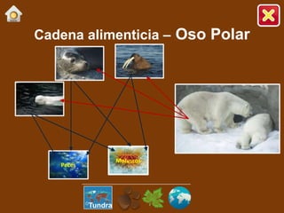 Moluscos
Peces
Cadena alimenticia – Oso Polar
Tundra
 