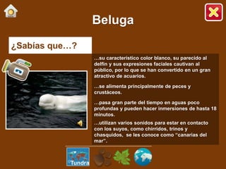 ¿Sabías que…?
…su característico color blanco, su parecido al
delfín y sus expresiones faciales cautivan al
público, por lo que se han convertido en un gran
atractivo de acuarios.
…se alimenta principalmente de peces y
crustáceos.
…pasa gran parte del tiempo en aguas poco
profundas y pueden hacer inmersiones de hasta 18
minutos.
…utilizan varios sonidos para estar en contacto
con los suyos, como chirridos, trinos y
chasquidos, se les conoce como “canarias del
mar”.
Beluga
Tundra
 