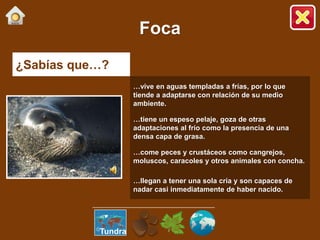 ¿Sabías que…?
…vive en aguas templadas a frías, por lo que
tiende a adaptarse con relación de su medio
ambiente.
…tiene un espeso pelaje, goza de otras
adaptaciones al frío como la presencia de una
densa capa de grasa.
…come peces y crustáceos como cangrejos,
moluscos, caracoles y otros animales con concha.
…llegan a tener una sola cría y son capaces de
nadar casi inmediatamente de haber nacido.
Foca
Tundra
 