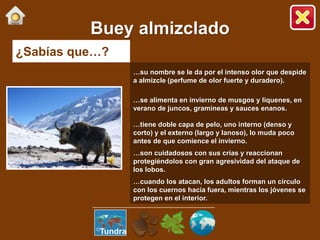 ¿Sabías que…?
…su nombre se le da por el intenso olor que despide
a almizcle (perfume de olor fuerte y duradero).
…se alimenta en invierno de musgos y líquenes, en
verano de juncos, gramíneas y sauces enanos.
…tiene doble capa de pelo, uno interno (denso y
corto) y el externo (largo y lanoso), lo muda poco
antes de que comience el invierno.
…son cuidadosos con sus crías y reaccionan
protegiéndolos con gran agresividad del ataque de
los lobos.
…cuando los atacan, los adultos forman un círculo
con los cuernos hacia fuera, mientras los jóvenes se
protegen en el interior.
Buey almizclado
Tundra
 