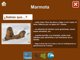 ¿Sabías que…?
…mide hasta 18cm de altura y llega a vivir hasta 15
años. Hiberna por un lapso de 7 meses.
…se alimenta de hierbas como gramíneas, raíces,
bayas silvestres, etc.
…cuando percibe a un enemigo, emite unos
silbidos para advertirles a los miembros de su
familia.
…llega a tener de 4 a 5 crías y vive en madrigueras en
gestaciones de 5 meses.
Marmota
Tundra
 