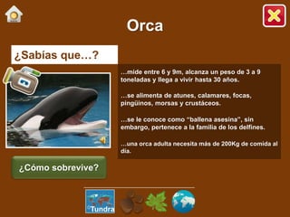 ¿Sabías que…?
…mide entre 6 y 9m, alcanza un peso de 3 a 9
toneladas y llega a vivir hasta 30 años.
…se alimenta de atunes, calamares, focas,
pingüinos, morsas y crustáceos.
…se le conoce como “ballena asesina”, sin
embargo, pertenece a la familia de los delfines.
…una orca adulta necesita más de 200Kg de comida al
día.
Orca
¿Cómo sobrevive?
Tundra
 