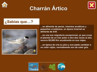 ¿Sabías que…?
…se alimenta de peces, insectos acuáticos y
pequeños crustáceos, en época invernal se
alimenta de krill.
…es una ave migratoria excepcional, ya que cruza
el planeta de un mar polar a otro dos veces al año,
recorre 80,000 Km anualmente en sus viajes.
…en época de cría su pico y sus patas cambian a
un color rojizo, normalmente son de color gris.
Charrán Ártico
Tundra
 