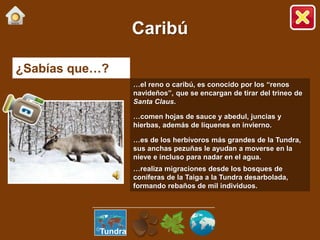 ¿Sabías que…?
…el reno o caribú, es conocido por los “renos
navideños”, que se encargan de tirar del trineo de
Santa Claus.
…comen hojas de sauce y abedul, juncias y
hierbas, además de líquenes en invierno.
…es de los herbívoros más grandes de la Tundra,
sus anchas pezuñas le ayudan a moverse en la
nieve e incluso para nadar en el agua.
…realiza migraciones desde los bosques de
coníferas de la Taiga a la Tundra desarbolada,
formando rebaños de mil individuos.
Caribú
Tundra
 