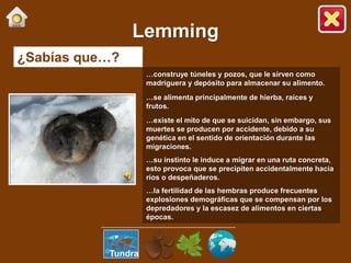 ¿Sabías que…?
…construye túneles y pozos, que le sirven como
madriguera y depósito para almacenar su alimento.
…se alimenta principalmente de hierba, raíces y
frutos.
…existe el mito de que se suicidan, sin embargo, sus
muertes se producen por accidente, debido a su
genética en el sentido de orientación durante las
migraciones.
…su instinto le induce a migrar en una ruta concreta,
esto provoca que se precipiten accidentalmente hacia
ríos o despeñaderos.
…la fertilidad de las hembras produce frecuentes
explosiones demográficas que se compensan por los
depredadores y la escasez de alimentos en ciertas
épocas.
Lemming
Tundra
 